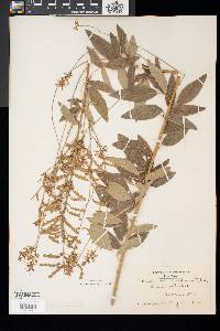 Desmodium canadense image