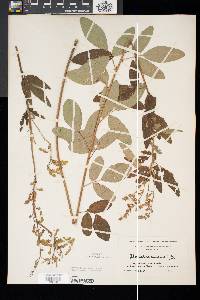 Desmodium canadense image