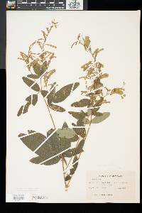 Desmodium canadense image