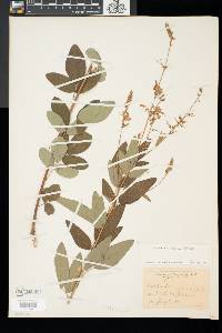 Desmodium canadense image