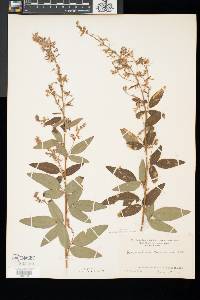 Desmodium canadense image