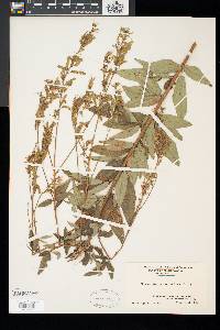 Desmodium canadense image