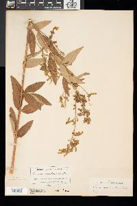 Desmodium canadense image