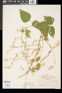 Desmodium canadense image