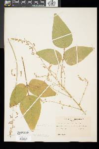 Desmodium canadense image