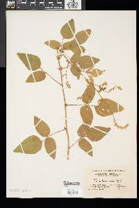 Desmodium canadense image