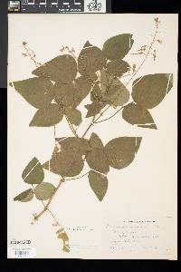 Desmodium canadense image