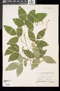 Desmodium canadense image