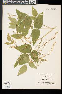 Desmodium canadense image