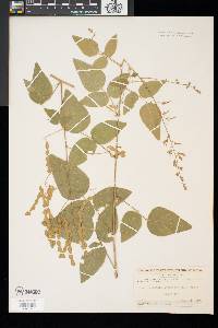 Desmodium canadense image