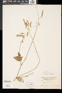 Desmodium canadense image