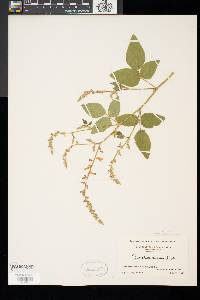 Desmodium canadense image