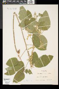 Desmodium canescens image