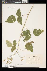 Desmodium canescens image