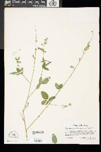 Desmodium canescens image