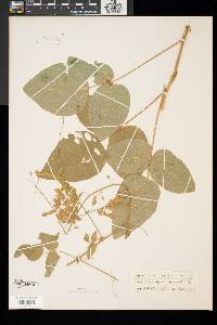 Desmodium canescens image