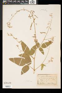 Desmodium canescens image