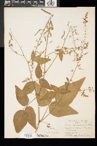 Desmodium canescens image