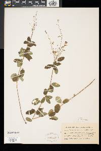 Desmodium ciliare image