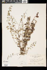 Desmodium ciliare image