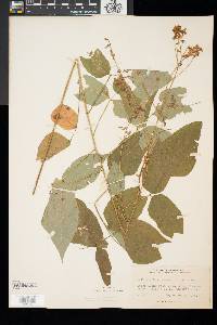 Desmodium cuspidatum image