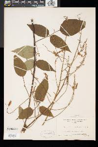 Desmodium cuspidatum image