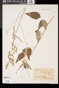 Desmodium cuspidatum image