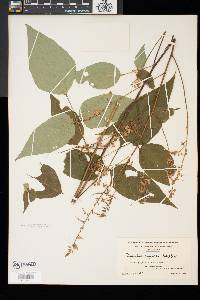 Desmodium cuspidatum image