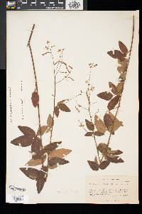 Desmodium perplexum image