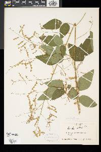 Desmodium perplexum image