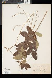 Desmodium glabellum image