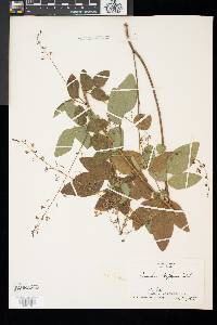 Desmodium glabellum image