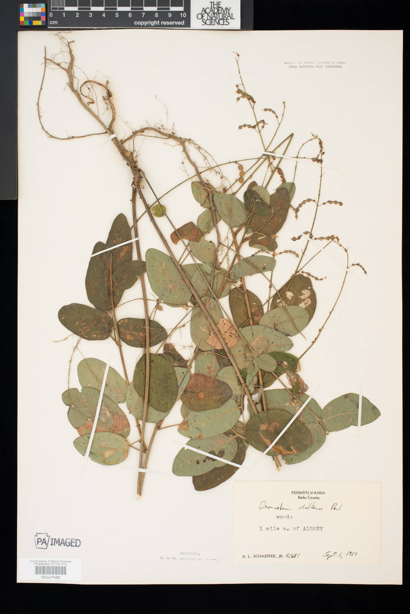 Desmodium nuttallii image