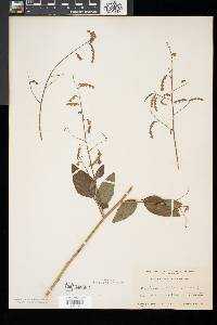 Desmodium glabellum image