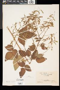 Desmodium glabellum image