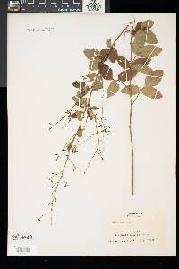 Desmodium glabellum image