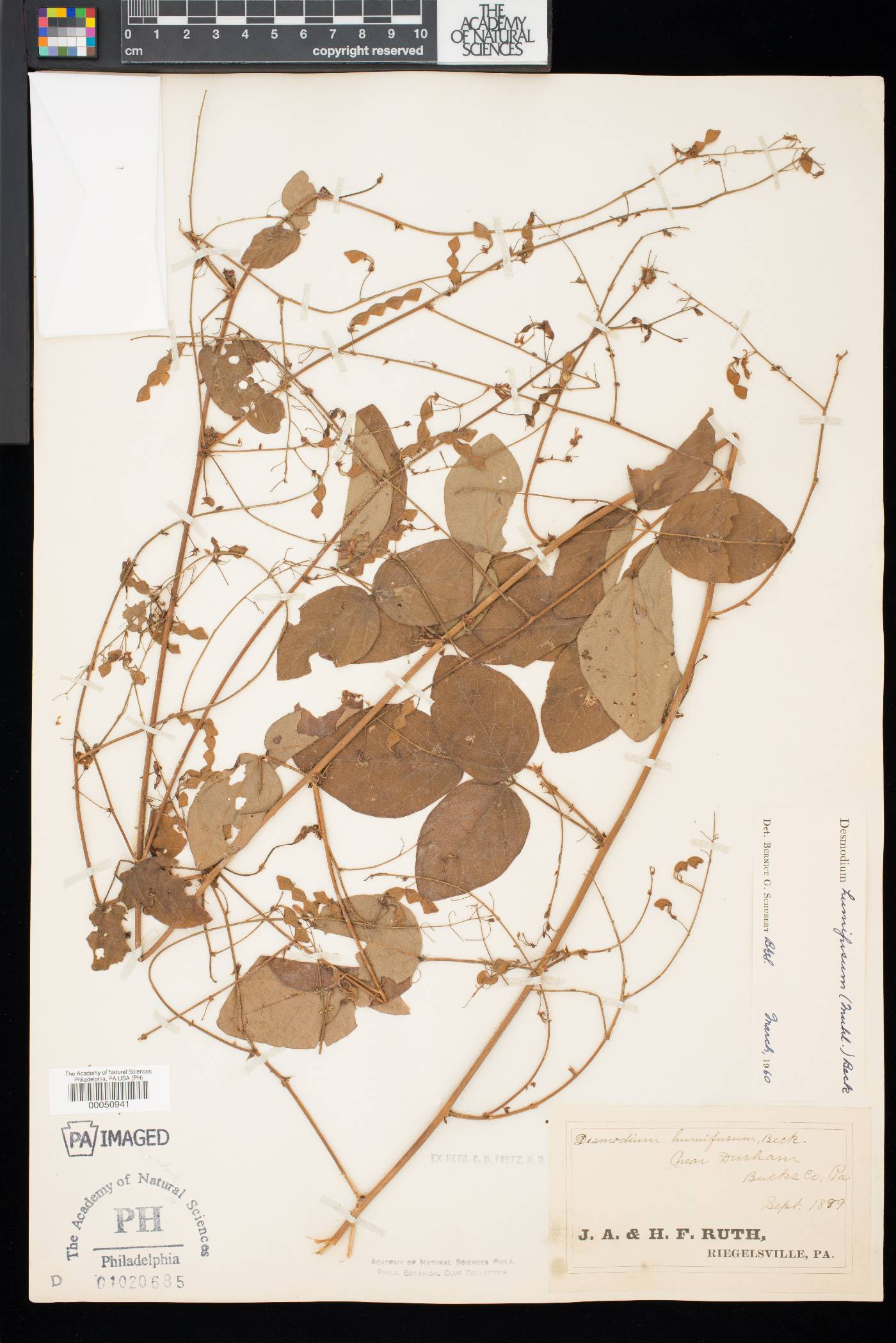 Desmodium × humifusum image