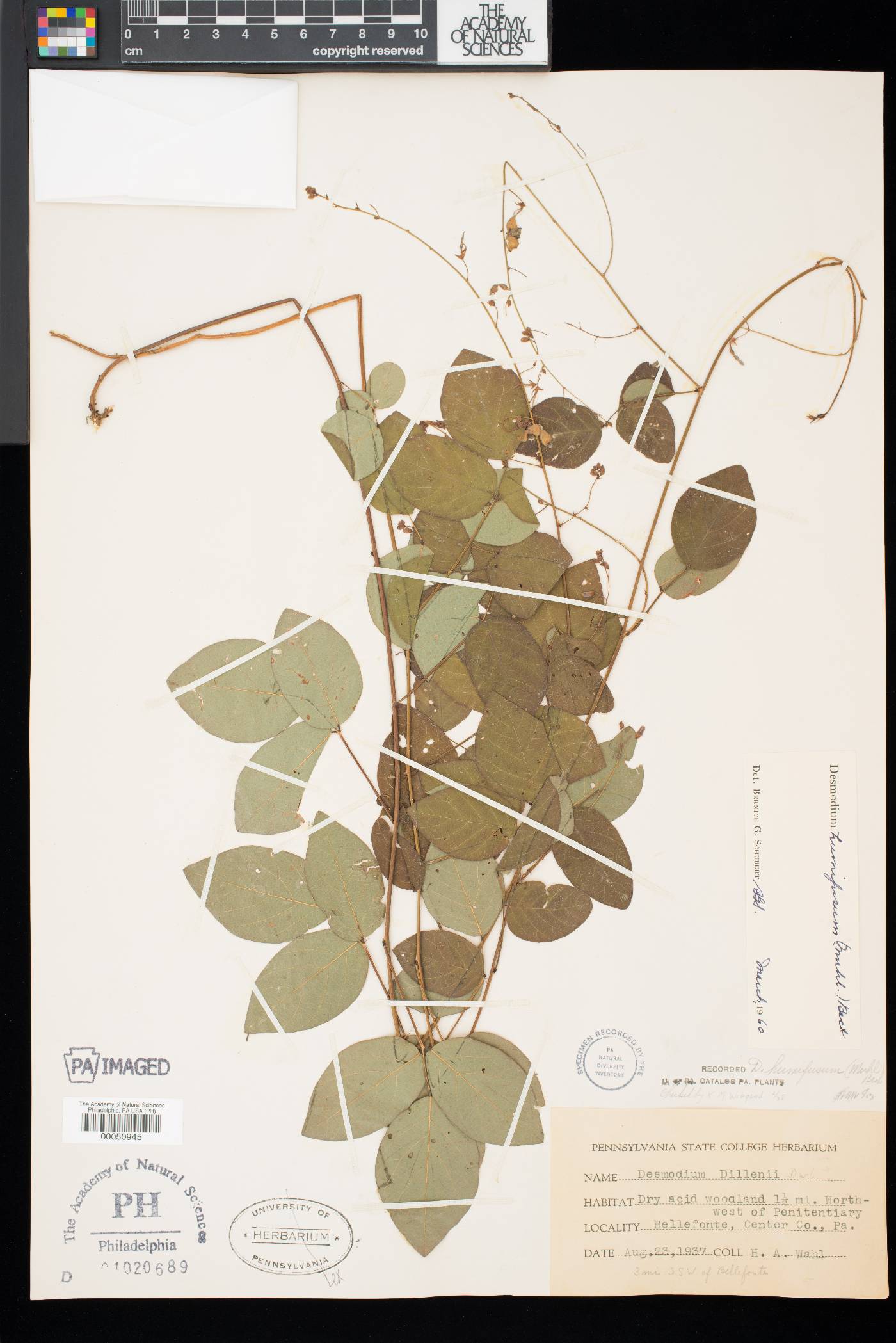 Desmodium × humifusum image