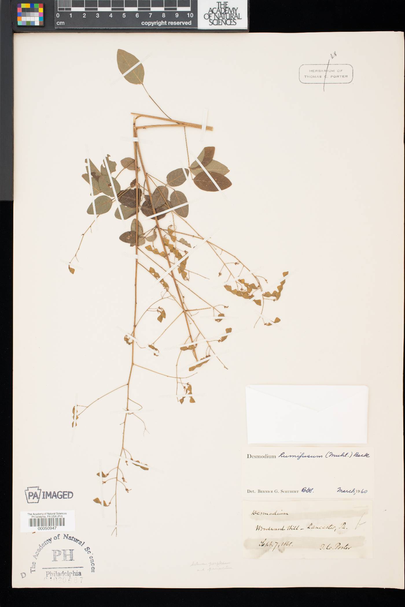 Desmodium × humifusum image