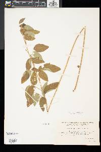 Desmodium glabellum image