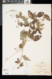 Desmodium glabellum image