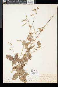 Desmodium glabellum image