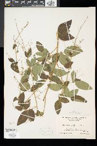 Desmodium glabellum image