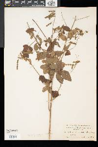 Desmodium glabellum image