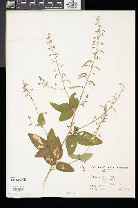 Desmodium glabellum image