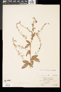 Desmodium glabellum image