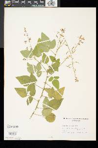 Desmodium canescens image