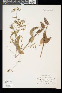 Desmodium glabellum image