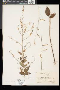 Desmodium perplexum image