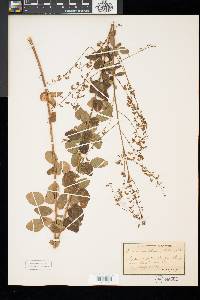 Desmodium ciliare image